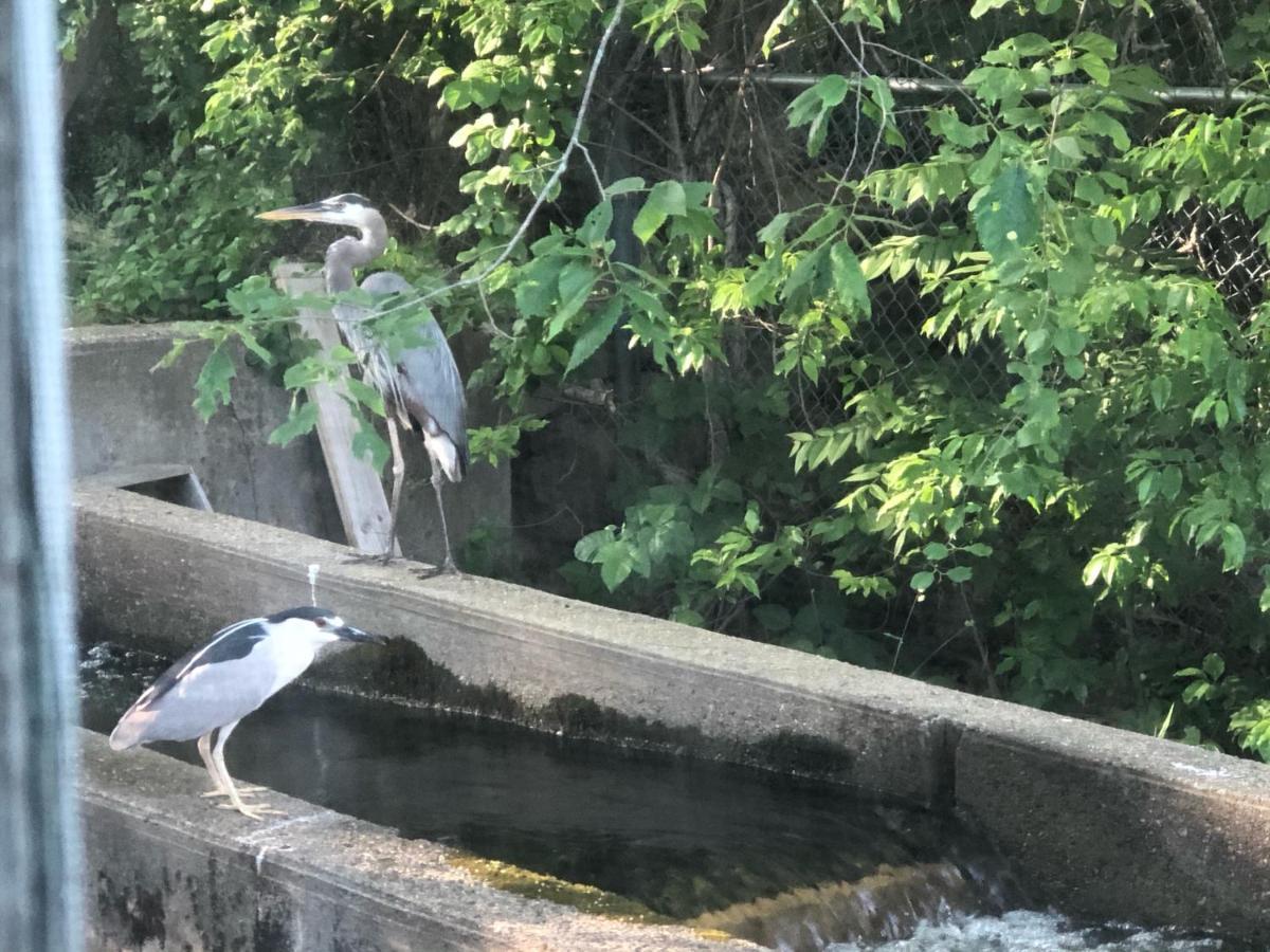 بورن Herring Run المظهر الخارجي الصورة