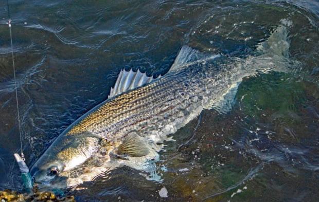 بورن Herring Run المظهر الخارجي الصورة